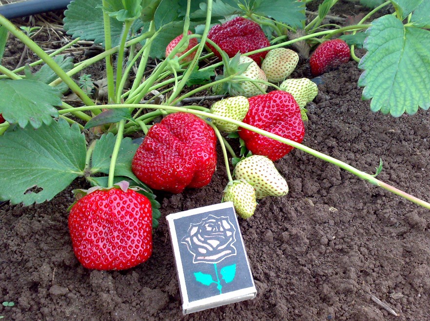 Клубника ремонтантная Королева Елизавета