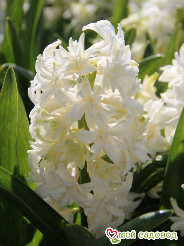 Гиацинт Мадам Софи