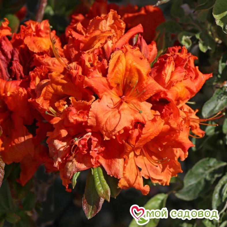 Азалия/Рододендрон листопадный Мандарин Лайтс