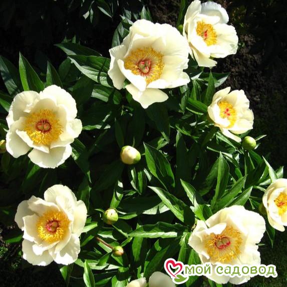 Пион Эрли Глоу