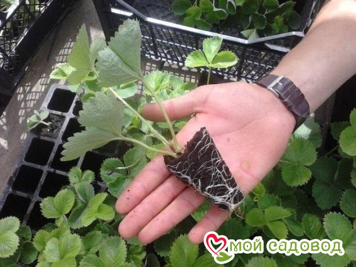 Клубника Садовый Секрет